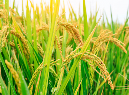 水稻超高产栽培的关键技术（水稻高产栽培实用技术）