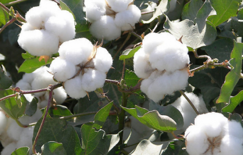 2021年棉花前期生产技术指导意见 棉花估产