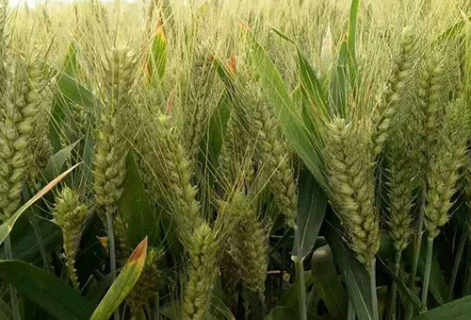 小麦冬春死苗原因是什么