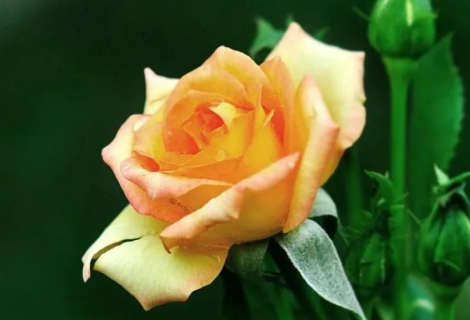 黄玫瑰不能随便送人 黄玫瑰不能随便送人 送黄玫瑰的含义是什么