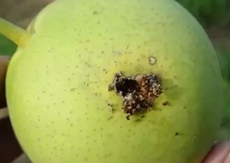 梨小食心虫的危害及发生规律
