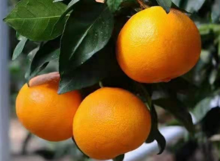 柑橘种植中如何应对极端天气（柑橘种植中如何应对极端天气问题）