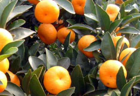 柑橘苗如何栽培能高产