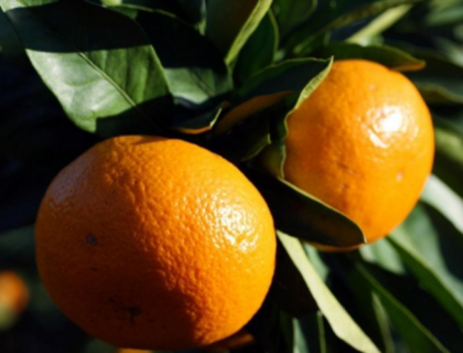 柑橘黄龙病如何阻截防控（柑橘黄龙病综合防治）