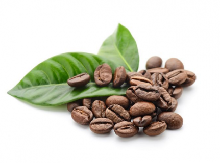 咖啡豆怎么种植 饥荒咖啡豆怎么种植