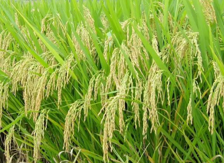 五优稻四号高产栽培方法是什么（五优稻4号是什么品质的大米）