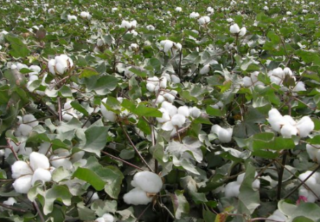 棉花生产中后期管理技术