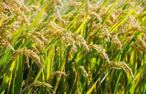 单季杂交水稻超高产栽培方法是什么（单季杂交水稻超高产栽培方法是什么）