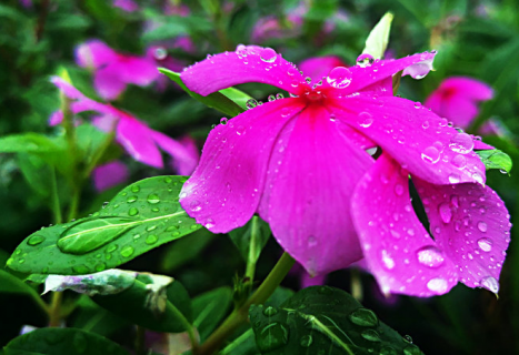 长春花冬季怎么养殖（长春花冬季怎么养殖的）