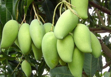 芒果冬季如何种植管理 冬天芒果怎么种