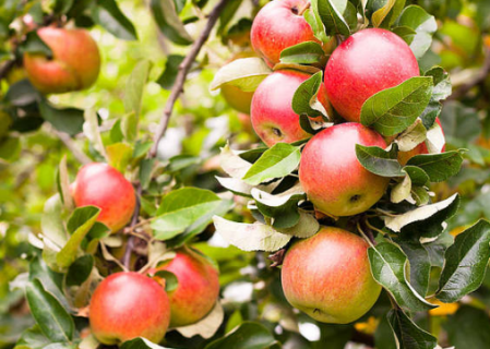 春季苹果树种植方法（春天种苹果）