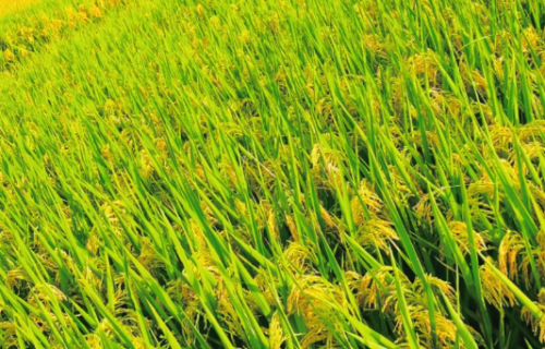 2021年水稻重大病虫害防控技术 2021年水稻病虫防治时间