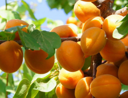 优质杏苗砧木种子采收技术 杏树种子育苗种植技术