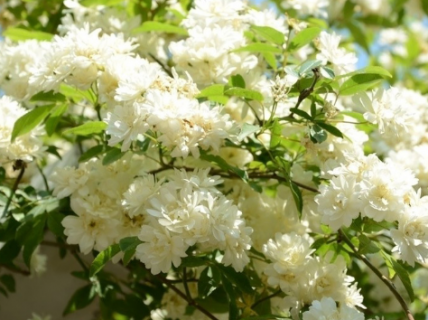 白木香一年开几次花 白木香一年开几次花正常