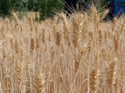冬麦怎么种植 需要注意哪些种植事项