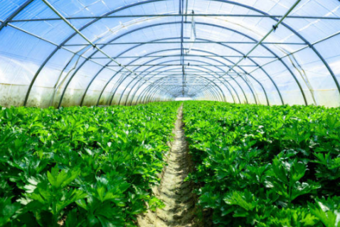 冬季温室蔬菜育苗技术要点 冬季培育蔬菜苗