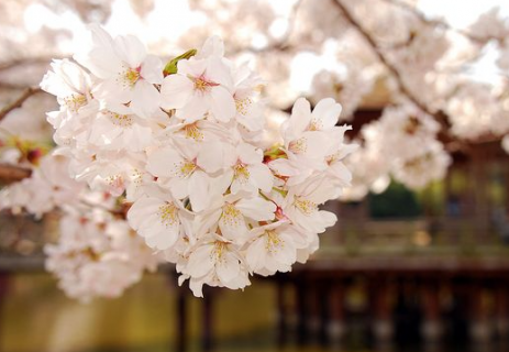 樱花树苗怎么繁殖 樱花树怎么繁殖?