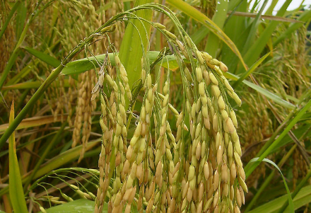 水稻种植技术（水稻种植技术与管理）