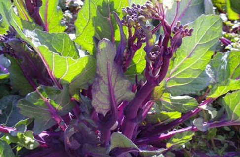 红菜苔种植时间和方法 广东红菜苔种植时间和方法