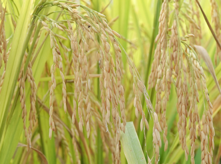 如何做好水稻移栽 水稻移栽注意事项