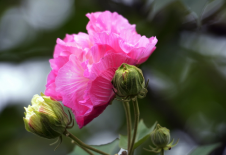 中秋节送花合适吗 应该送什么花好