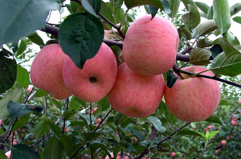 中国最贵的苹果品种是什么