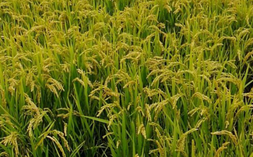 水稻优质高产栽培技术是什么 优质高产的水稻品种有哪几种?