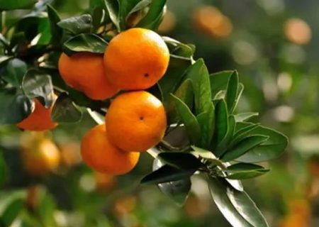 柑橘上的蚜虫怎么防治 柑橘蚜虫用什么药防治