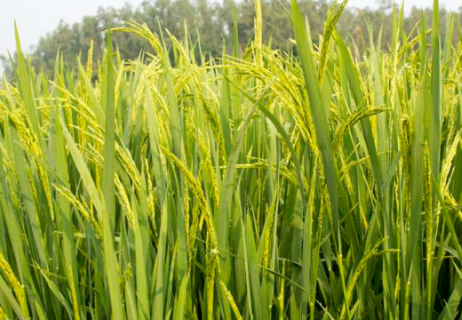 水稻空瘪粒是什么原因造成的