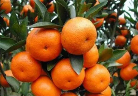 新栽柑橘幼苗怎么施肥（1一2年柑橘树用什么肥料）