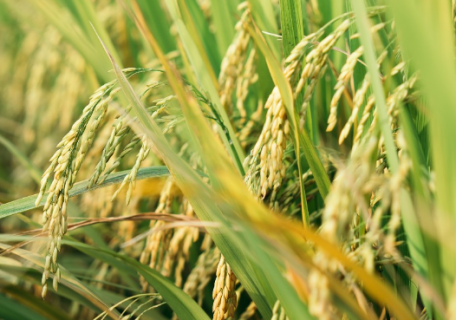 免耕直播水稻田杂草防治措施 水稻免耕直播种植技术