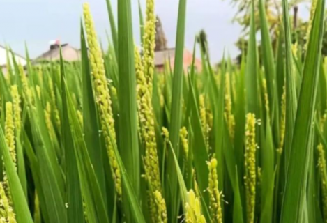 宜香优2115水稻高产栽培方法是什么 宜香优2115稻谷大量出售
