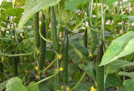 超早春黄瓜栽培有招 早春黄瓜的种植与管理