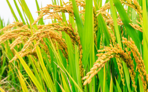 直播稻二叶一心期如何做好水浆管理 水稻二叶一心期施什么肥