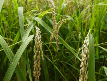 水稻常见病虫害有哪些（水稻常见病虫害有哪些害虫）