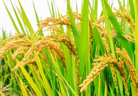 如何提高水稻种植经济效益 如何提高水稻种植经济效益的方法