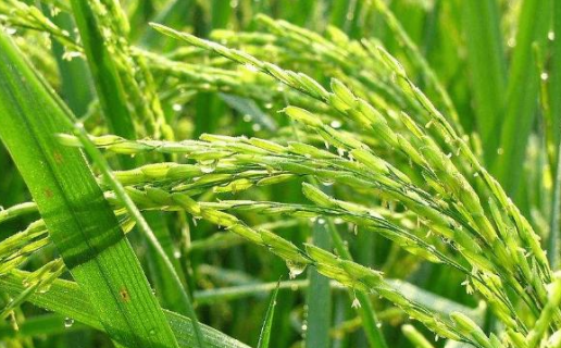 水稻直播田杂草有什么发生特征（水稻田间杂草）