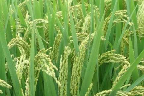水稻种植技术总结 水稻种植技术指导方案