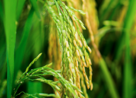 水稻种植如何科学管理 水稻种植如何科学管理的