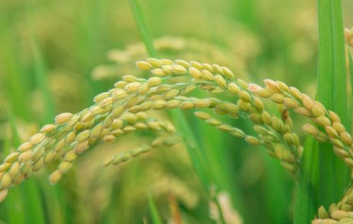 氮肥过多对水稻有什么危害（水稻氮肥大了对抽穗有影响吗）