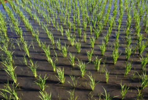 水稻三维立体强化通透密植栽培技术