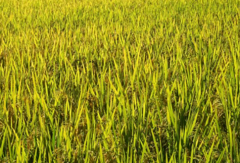 水稻田抗性千金子产生的原因 水稻抗性分级标准