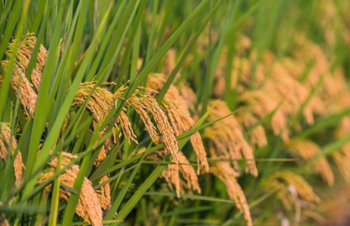 水稻三虫的用药方法是什么（水稻的三虫三病是哪些）
