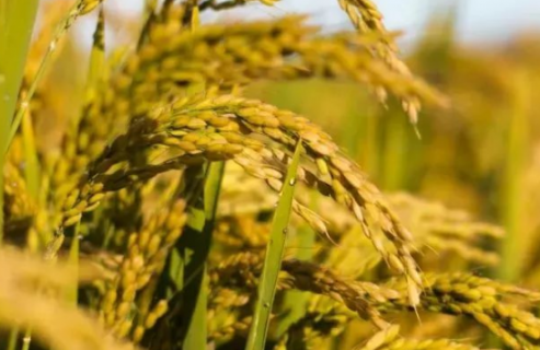 湖北省早稻生产技术 水稻怎么高产养殖