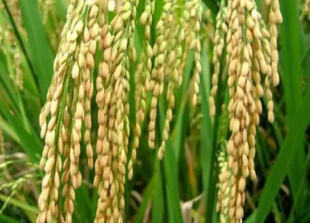 优质水稻的必备条件有哪些（优质的水稻栽培应做到什么）