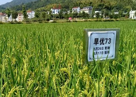节水抗旱稻旱优73的种植表现怎么样 旱优73水稻能自己留种吗