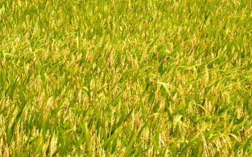 南方地区水稻直播栽培技术 南方地区水稻直播栽培技术要点