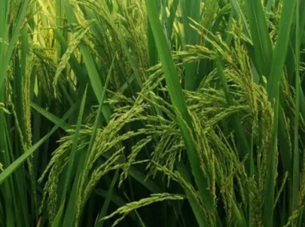 丝苗型优质水稻高效丰产栽培技术 丝苗稻种