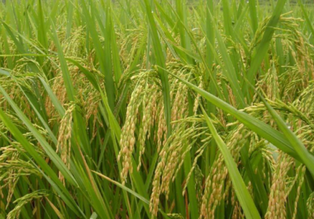 麦茬稻怎么管理 麦茬水稻种植技术
