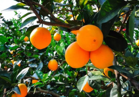 六月份赣南脐橙如何管理 2022年赣南脐橙什么时候最好吃